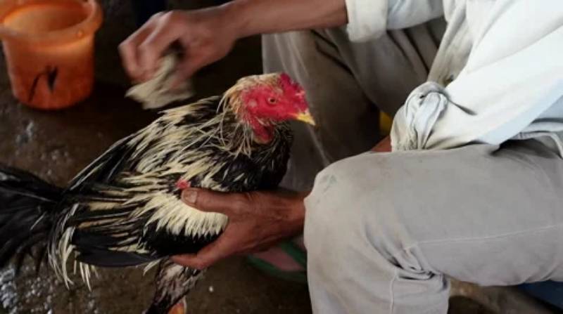 Cách Kiểm Tra Sức Khỏe Gà Chọi Chuẩn Chỉ Từng Bước